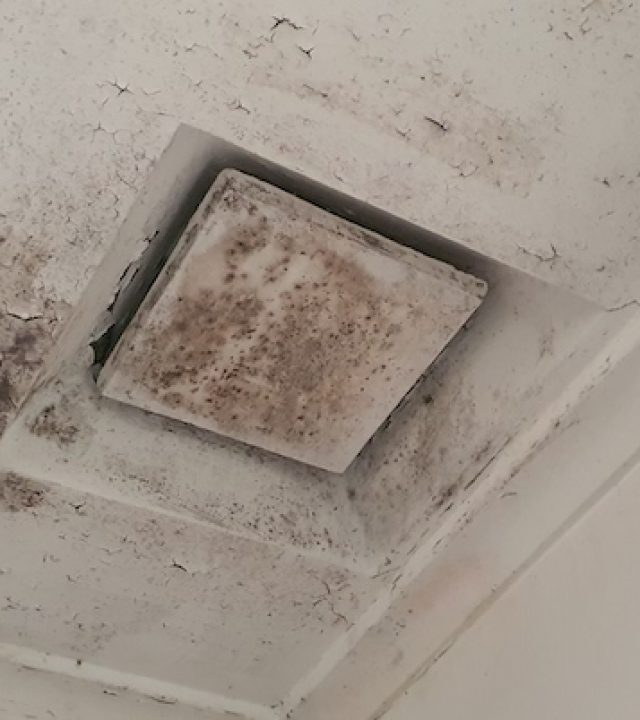 mould-removal-adelaide